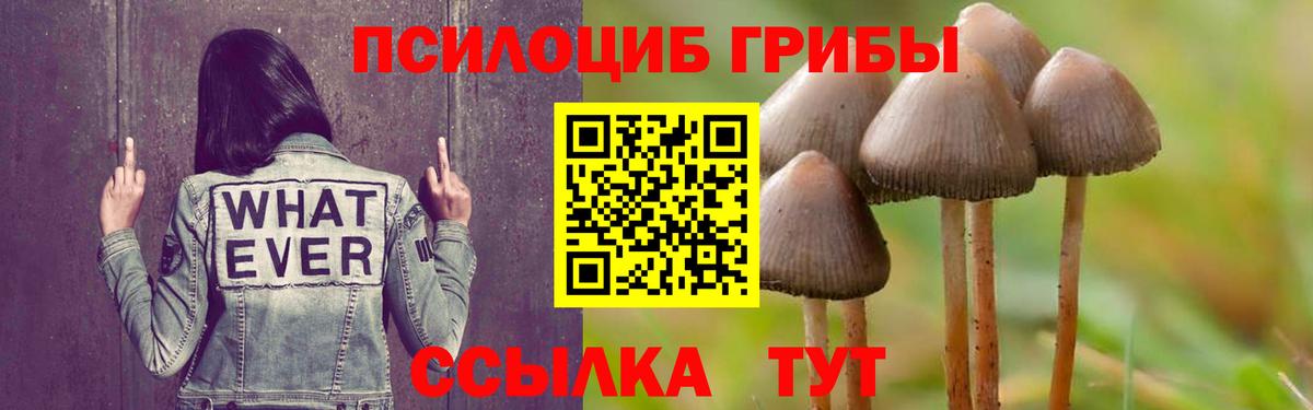Галлюциногенные грибы Psilocybine cubensis Кореновск